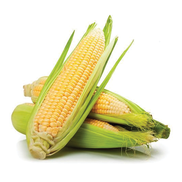 Fresh Sweet Corn (Each)