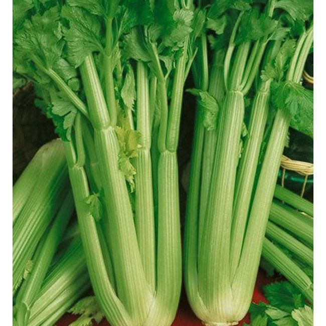 Celery – Each