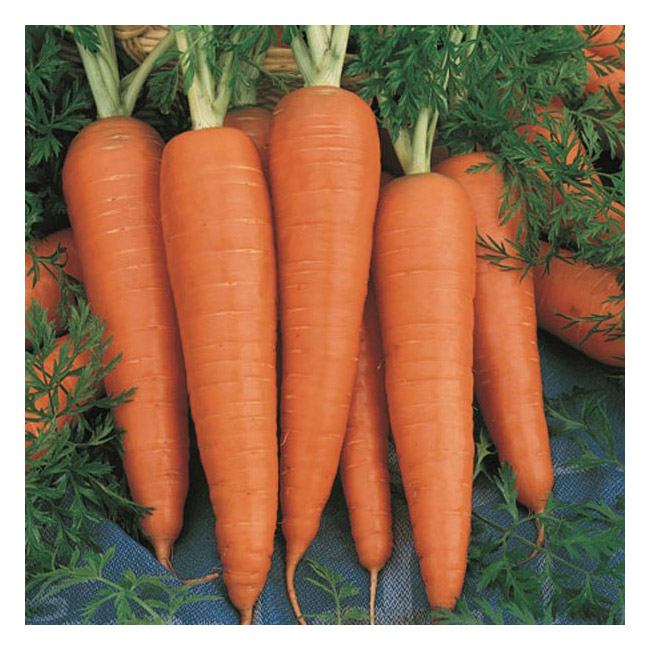 Carrot – 500G