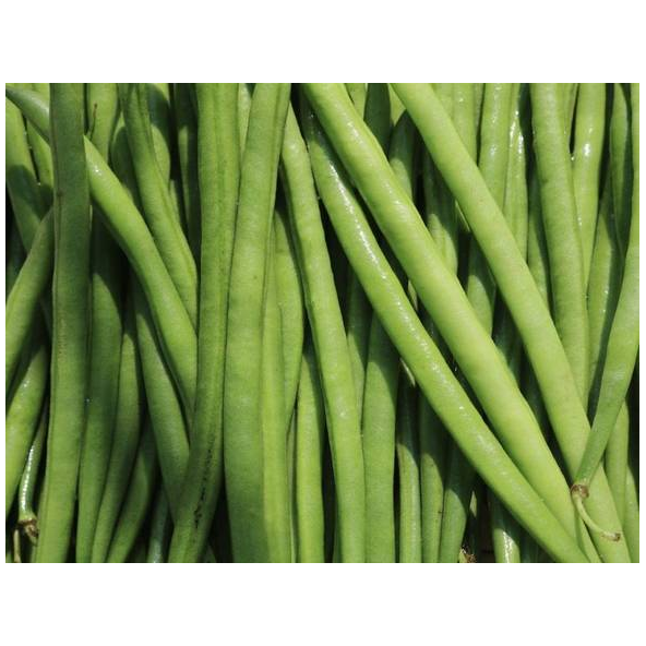 Long Beans "Loubia" (500g)