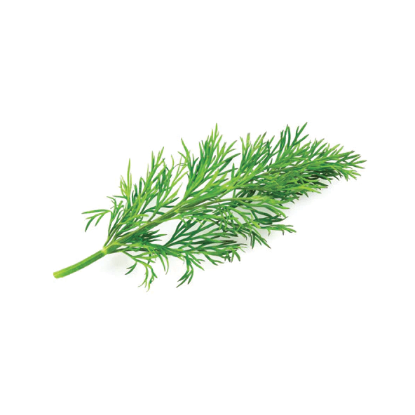 Dill (Each)